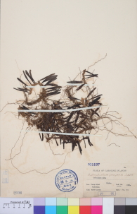 Specimen thumbnail